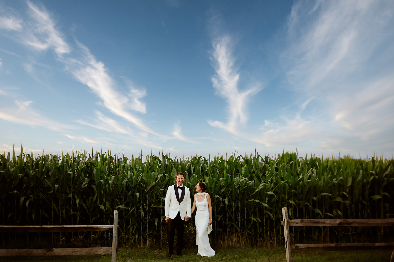 The bride and groom in a cornfield for their portraits in colour of a Hubble homestead in Vermont Bennington